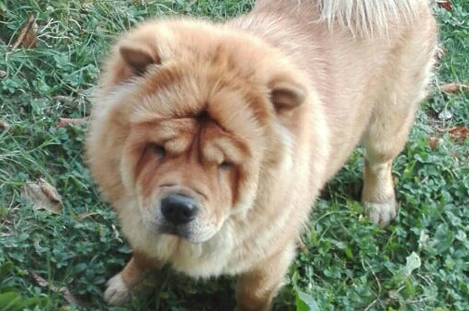 Chow Chow con dermatite e perdita di pelo