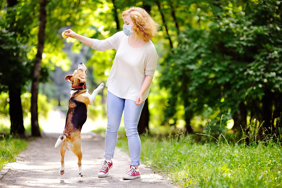 Perros y coronavirus: como limpiar las patas de los perros sin riesgo