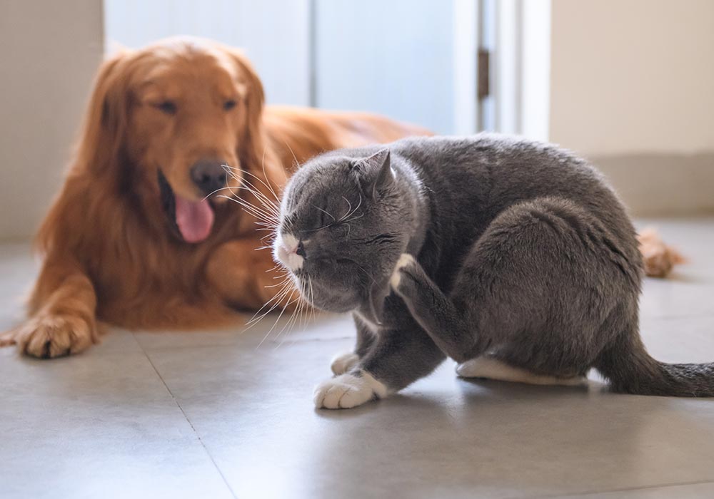 Dermatite cane e gatto: riconoscerla e curarla con rimedi naturali