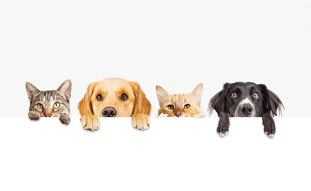 Otiti e problemi dell’orecchio di cani e gatti: sintomi cure e prevenzione