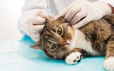 Acari nell’orecchio del gatto: individuarli e curarli con rimedi naturali